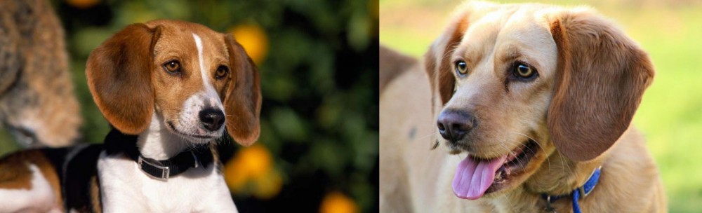 Beago vs American Foxhound - Breed Comparison