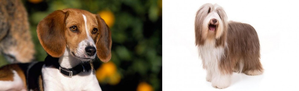 Bearded Collie vs American Foxhound - Breed Comparison