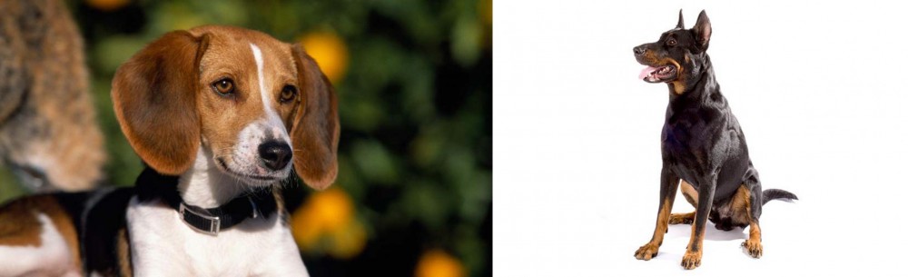 Beauceron vs American Foxhound - Breed Comparison