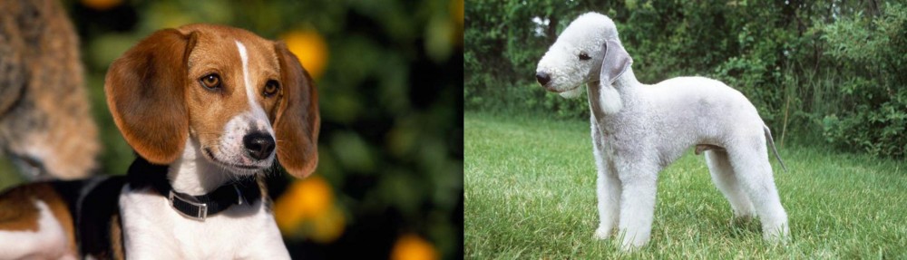 Bedlington Terrier vs American Foxhound - Breed Comparison