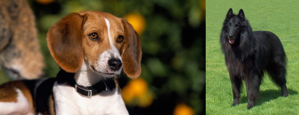 Belgian Shepherd Dog (Groenendael) vs American Foxhound - Breed Comparison