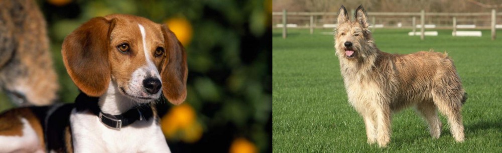 Berger Picard vs American Foxhound - Breed Comparison