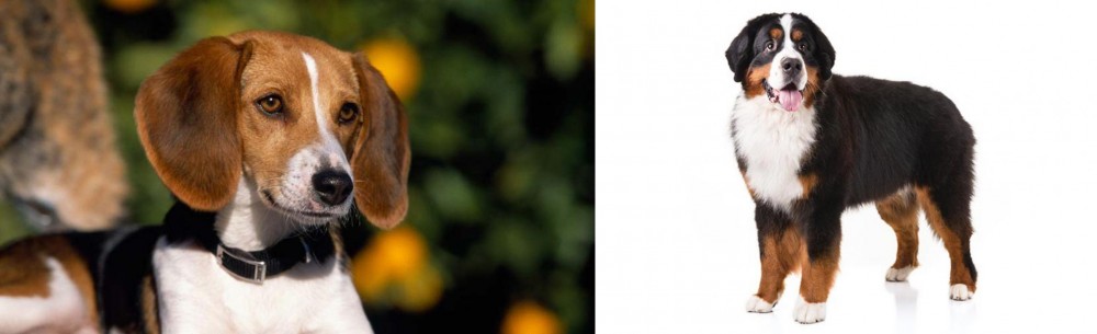 Bernese Mountain Dog vs American Foxhound - Breed Comparison