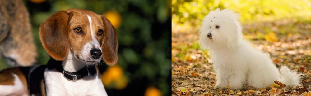 Bichon Bolognese vs American Foxhound - Breed Comparison