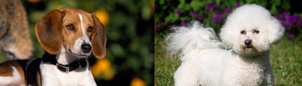 Bichon Frise vs American Foxhound - Breed Comparison