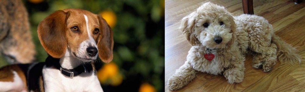 Bichonpoo vs American Foxhound - Breed Comparison