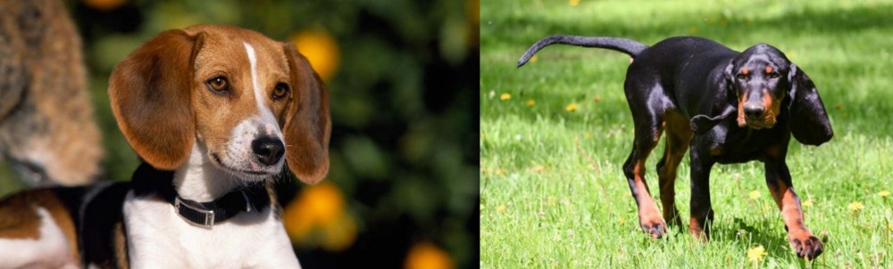 Black and Tan Coonhound vs American Foxhound - Breed Comparison