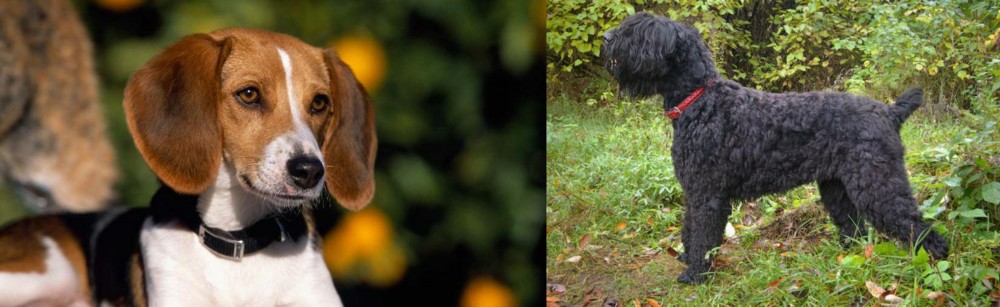 Black Russian Terrier vs American Foxhound - Breed Comparison