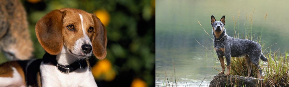 Blue Healer vs American Foxhound - Breed Comparison