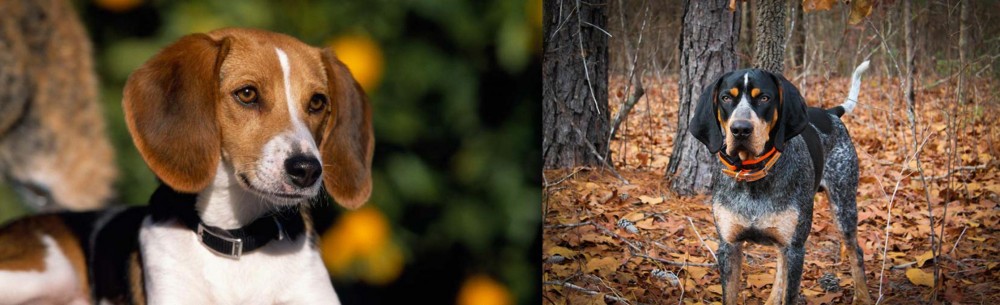 Bluetick Coonhound vs American Foxhound - Breed Comparison