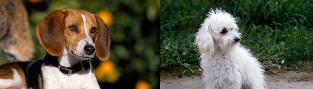 Bolognese vs American Foxhound - Breed Comparison