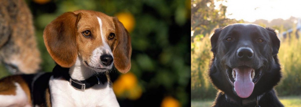 Borador vs American Foxhound - Breed Comparison