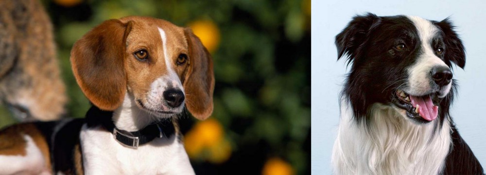 Border Collie vs American Foxhound - Breed Comparison