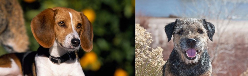 Border Terrier vs American Foxhound - Breed Comparison