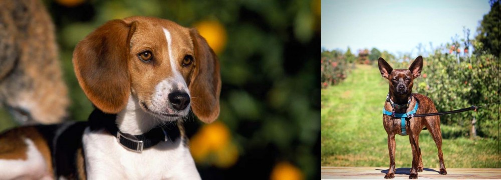Bospin vs American Foxhound - Breed Comparison