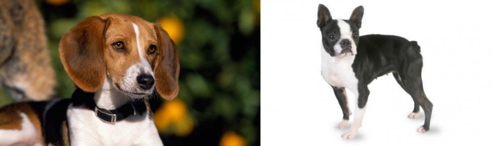 Boston Terrier vs American Foxhound - Breed Comparison