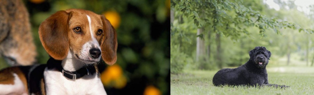 Bouvier des Flandres vs American Foxhound - Breed Comparison