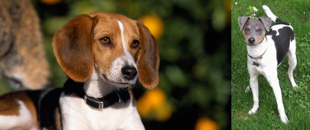 Brazilian Terrier vs American Foxhound - Breed Comparison