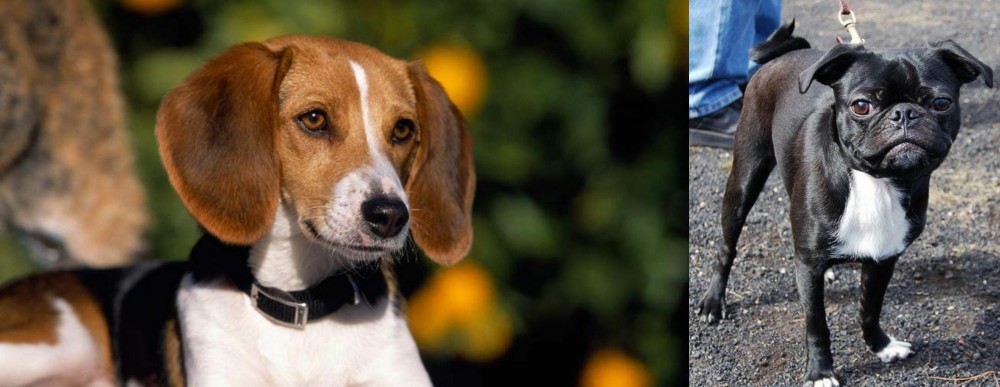 Bugg vs American Foxhound - Breed Comparison