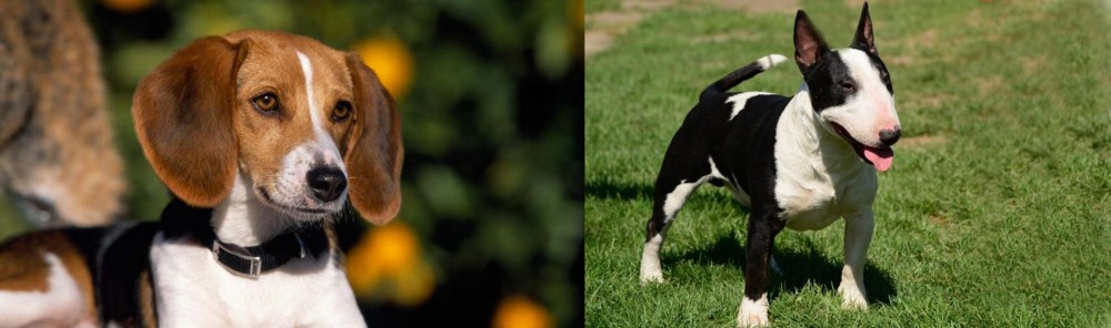Bull Terrier Miniature vs American Foxhound - Breed Comparison