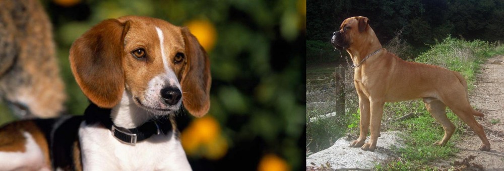 Bullmastiff vs American Foxhound - Breed Comparison
