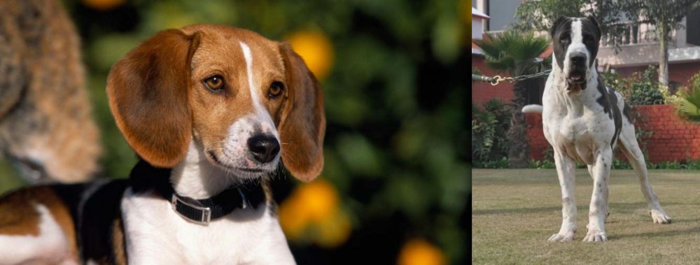 Bully Kutta vs American Foxhound - Breed Comparison