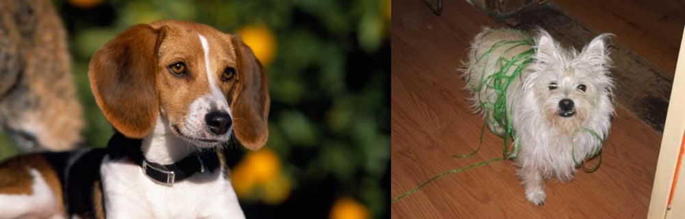 Cairland Terrier vs American Foxhound - Breed Comparison