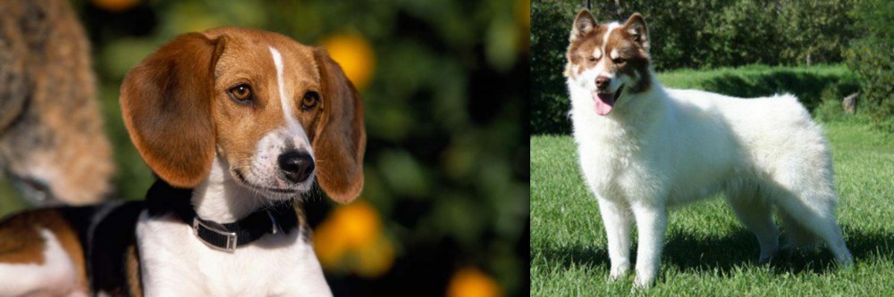 Canadian Eskimo Dog vs American Foxhound - Breed Comparison