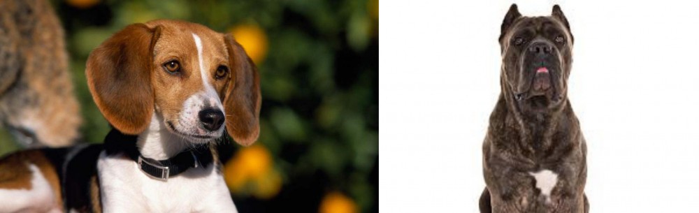 Cane Corso vs American Foxhound - Breed Comparison