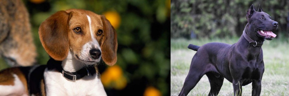 Canis Panther vs American Foxhound - Breed Comparison