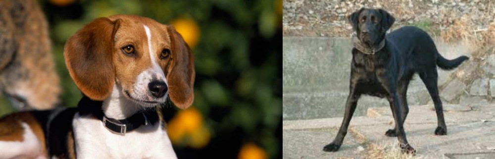 Cao de Castro Laboreiro vs American Foxhound - Breed Comparison