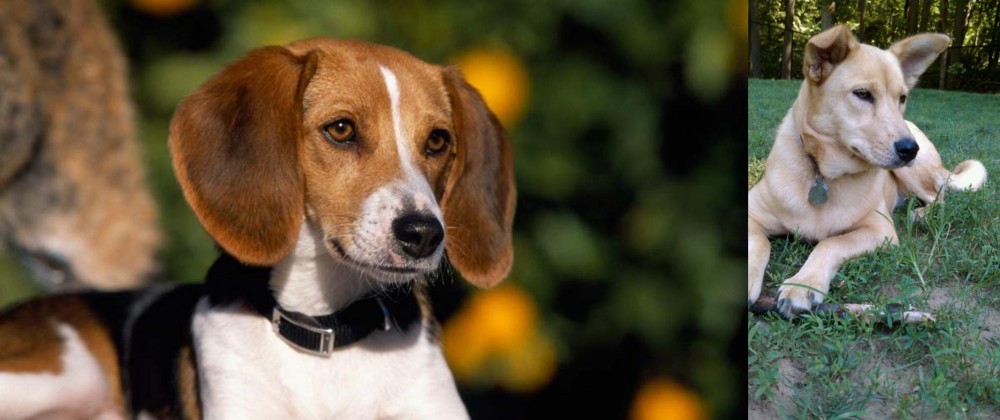 Carolina Dog vs American Foxhound - Breed Comparison