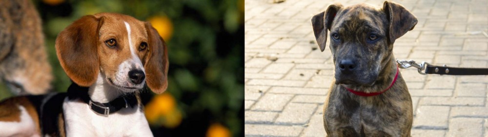 Catahoula Bulldog vs American Foxhound - Breed Comparison