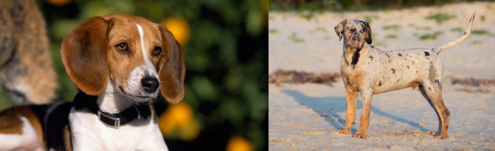 Catahoula Cur vs American Foxhound - Breed Comparison