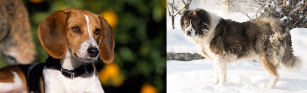 Caucasian Shepherd vs American Foxhound - Breed Comparison