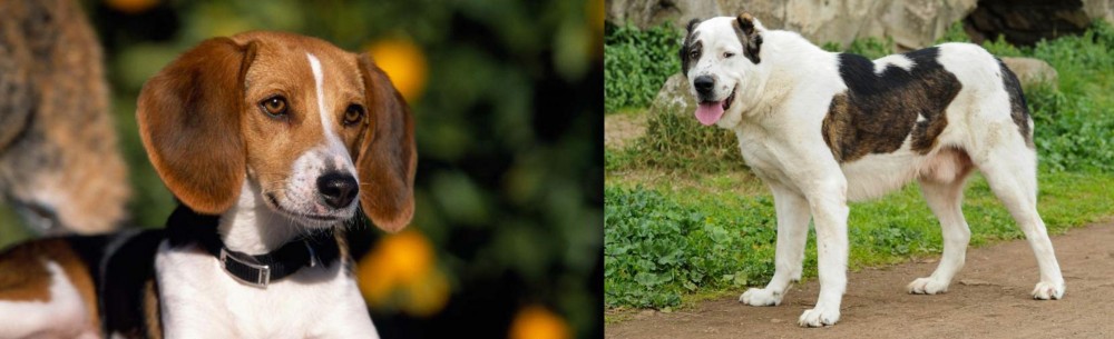 Central Asian Shepherd vs American Foxhound - Breed Comparison