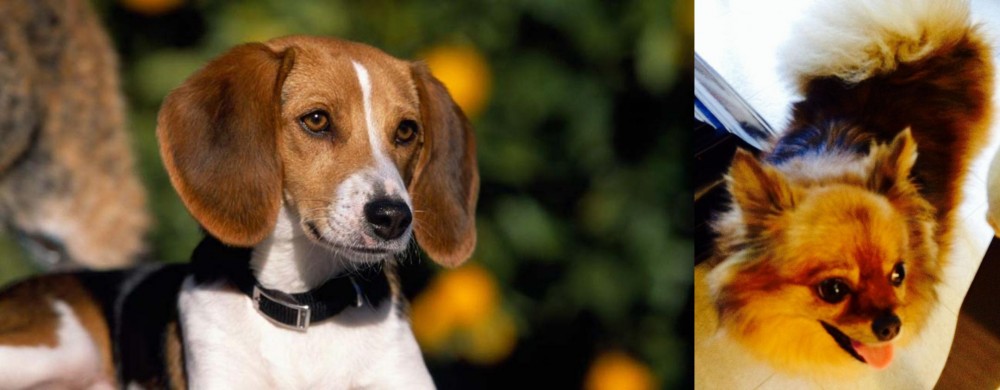 Chiapom vs American Foxhound - Breed Comparison