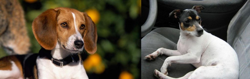 Chilean Fox Terrier vs American Foxhound - Breed Comparison