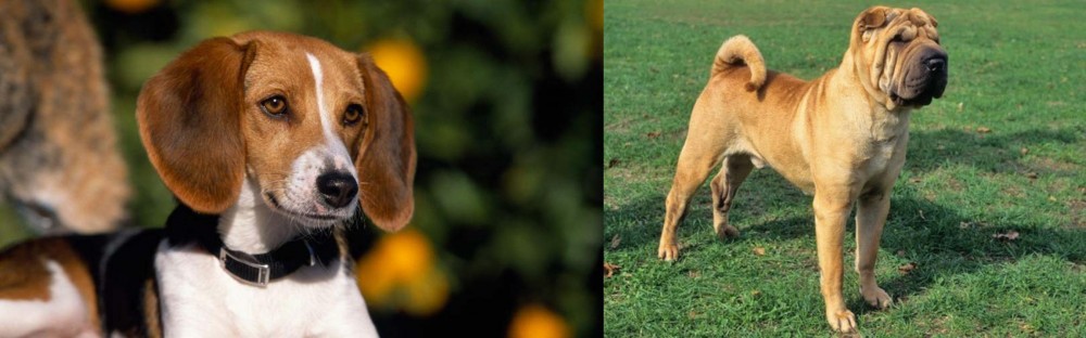 Chinese Shar Pei vs American Foxhound - Breed Comparison