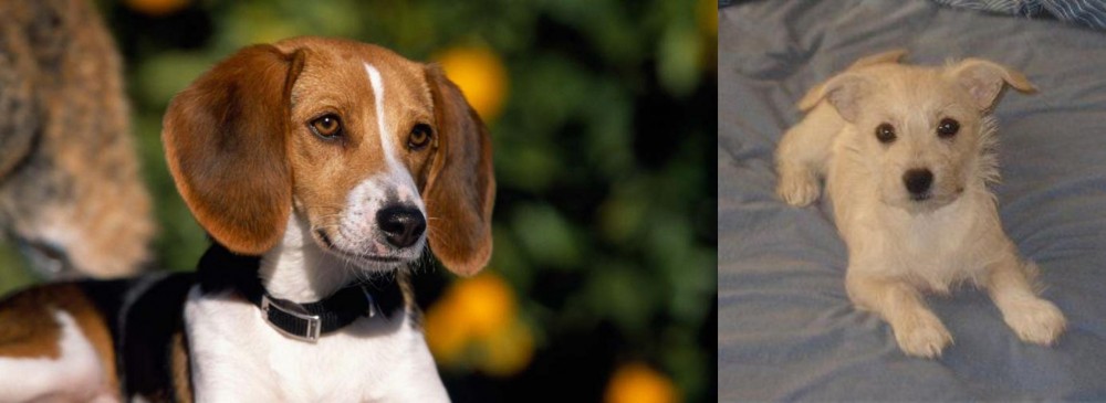 Chipoo vs American Foxhound - Breed Comparison
