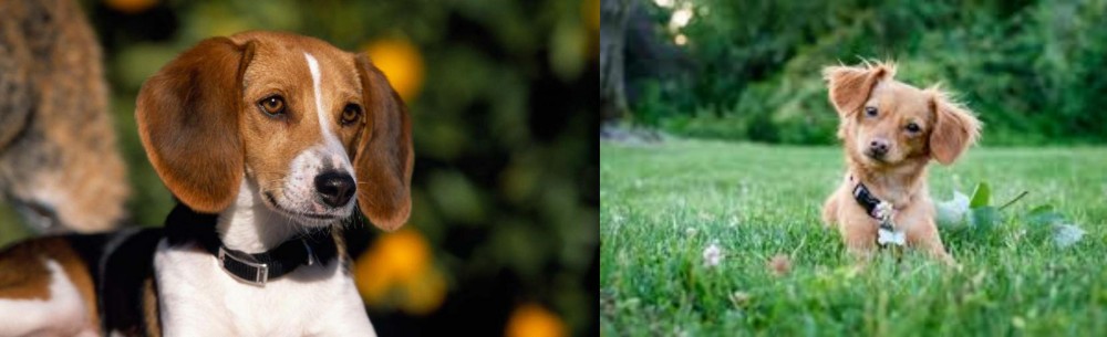 Chiweenie vs American Foxhound - Breed Comparison