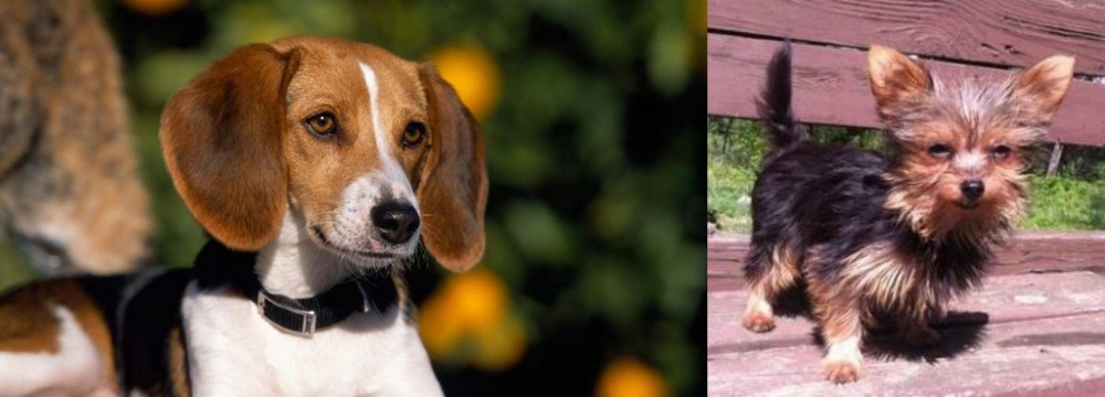 Chorkie vs American Foxhound - Breed Comparison