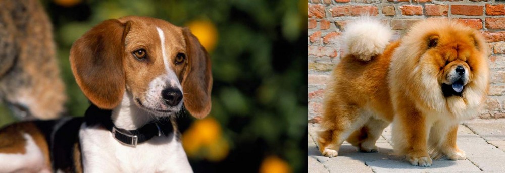 Chow Chow vs American Foxhound - Breed Comparison