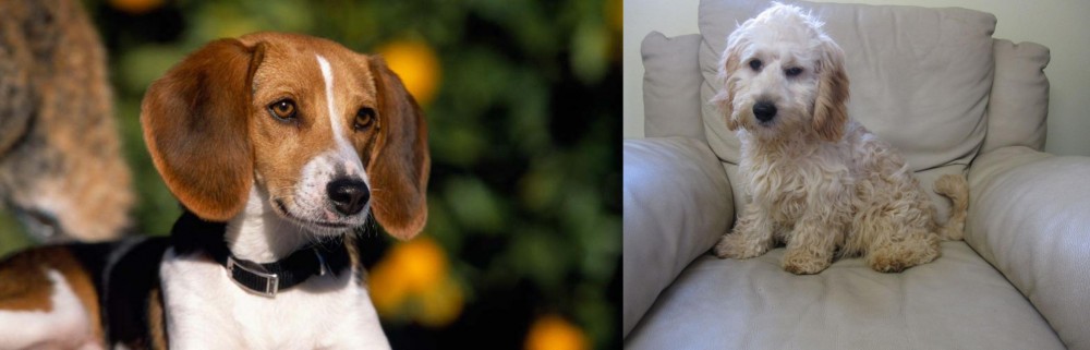 Cockachon vs American Foxhound - Breed Comparison