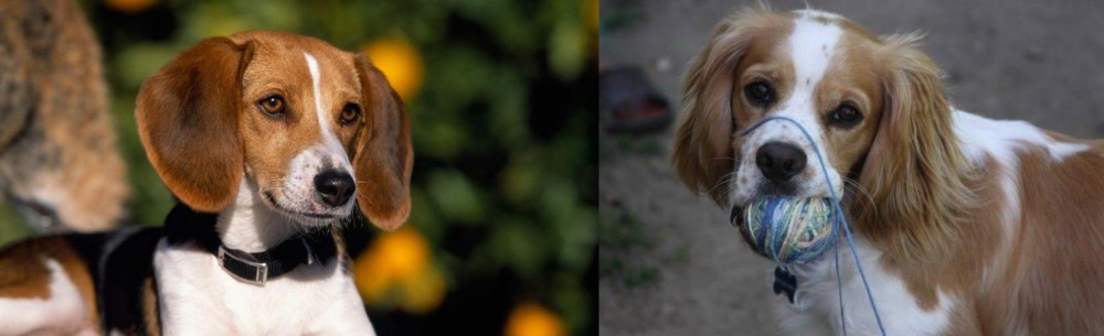 Cockalier vs American Foxhound - Breed Comparison