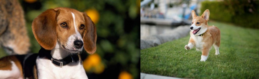 Corgi vs American Foxhound - Breed Comparison