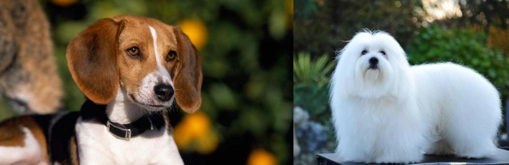 Coton De Tulear vs American Foxhound - Breed Comparison