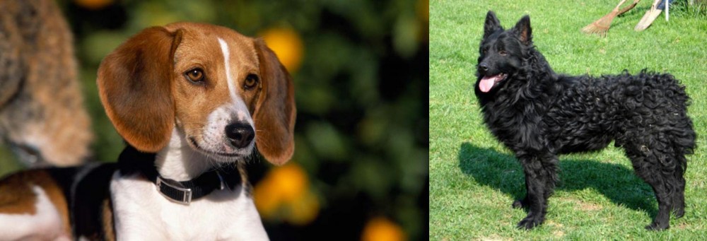 Croatian Sheepdog vs American Foxhound - Breed Comparison