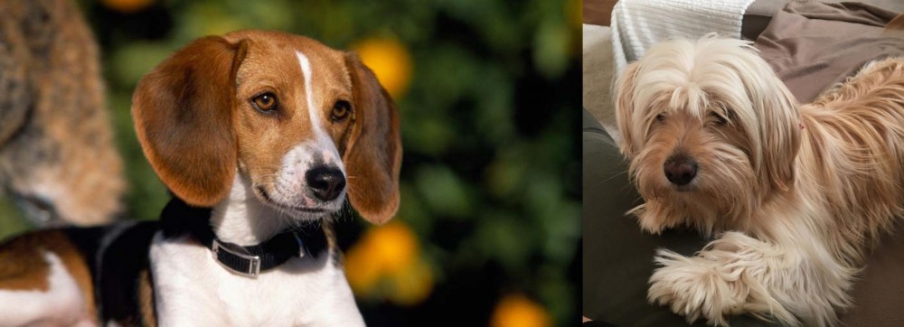 Cyprus Poodle vs American Foxhound - Breed Comparison