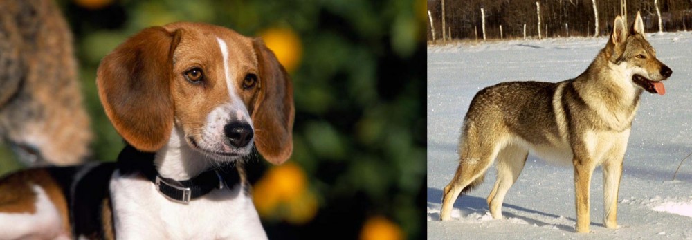 Czechoslovakian Wolfdog vs American Foxhound - Breed Comparison